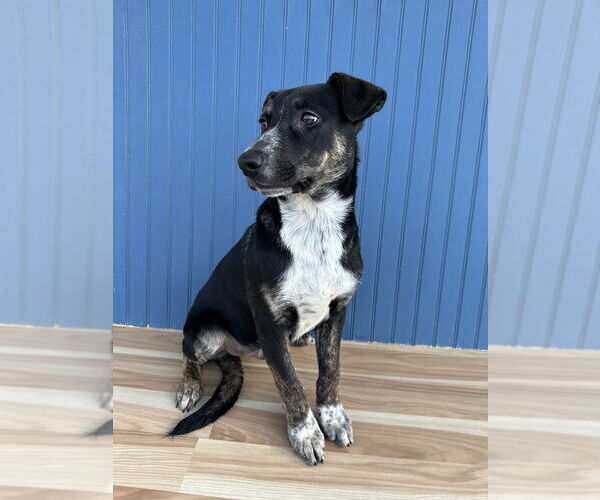 Medium Photo #11 German Shepherd Dog-Unknown Mix Puppy For Sale in Lakewood, CO, USA