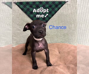 Chance - Male Mutt Dog for Adoption - Photo #3