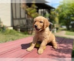 Small #9 Golden Retriever