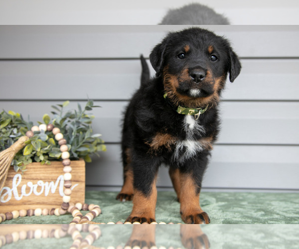 Medium Photo #26 Bernedoodle-Labrador Retriever Mix Puppy For Sale in REED CITY, MI, USA