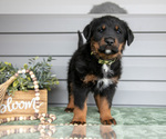 Puppy Tank Bernedoodle-Labrador Retriever Mix