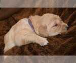 Small Photo #1 Golden Retriever Puppy For Sale in POULSBO, WA, USA
