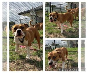 American Staffordshire Terrier-Unknown Mix Dogs for adoption in San Antonio, TX, USA