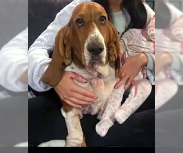 Medium Photo #2 Basset Hound Puppy For Sale in Deepwater, NJ, USA