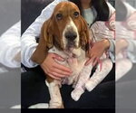 Small #1 Basset Hound