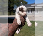 Small #4 Bernedoodle-Cavapoo (Miniature) Mix
