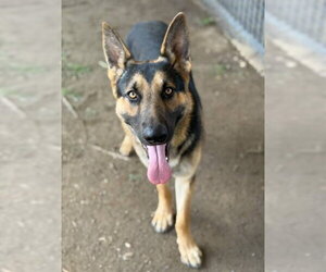 German Shepherd Dog Dogs for adoption in Riverside, CA, USA