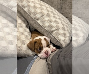 Olde English Bulldogge Puppy for sale in HAMMOND, IN, USA
