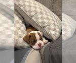 Image preview for Ad Listing. Nickname: Chocolate