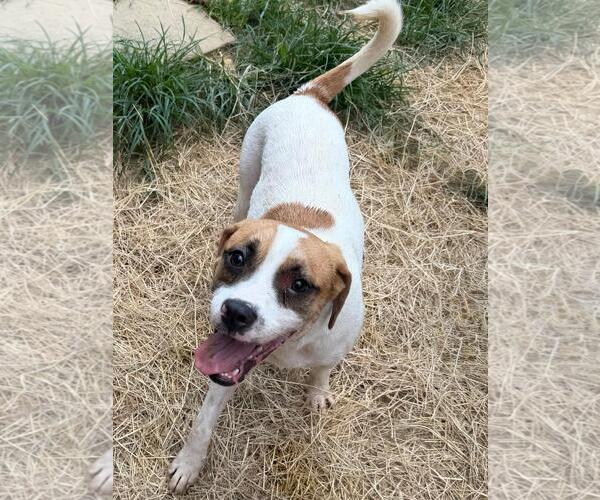 Medium Photo #2 Mutt Puppy For Sale in Wetumpka, AL, USA