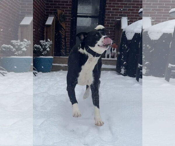 Medium Photo #8 Labrador Retriever-Unknown Mix Puppy For Sale in Holly Springs, NC, USA