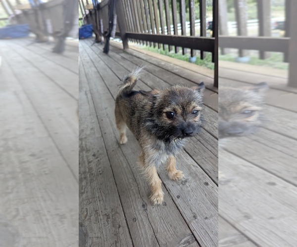 Medium Photo #1 Chiranian Puppy For Sale in OROVILLE, CA, USA