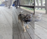 Small Photo #1 Chiranian Puppy For Sale in OROVILLE, CA, USA