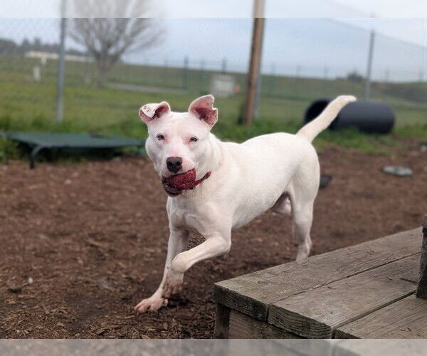 Medium Photo #2 American Pit Bull Terrier-Unknown Mix Puppy For Sale in McKinleyville, CA, USA