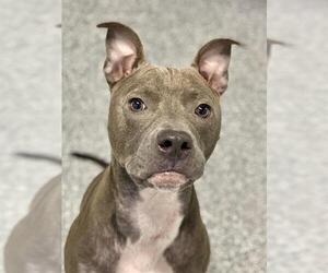 American Pit Bull Terrier-Unknown Mix Dogs for adoption in Westminster, MD, USA