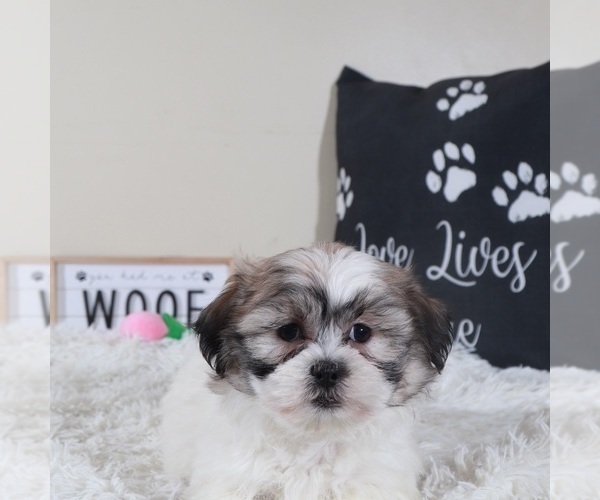 Medium Photo #5 Zuchon Puppy For Sale in MOUNT VERNON, OH, USA