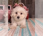 Image preview for Ad Listing. Nickname: Hugo