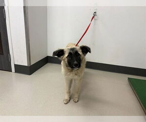 Anatolian Shepherd-Unknown Mix Dogs for adoption in Corona, CA, USA