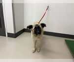 Small Anatolian Shepherd Mix