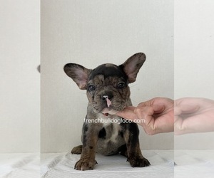 French Bulldog Puppy for sale in MODESTO, CA, USA
