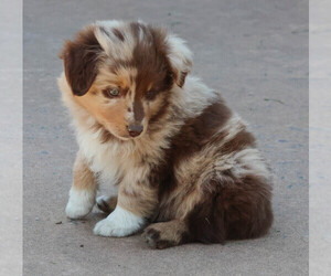 Medium Aussiedoodle Miniature 