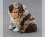 Puppy Puppy 3 Aussiedoodle Miniature 
