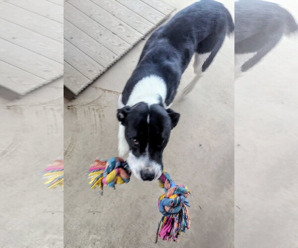 Medium Photo #4 Mutt Puppy For Sale in Emmett, ID, USA