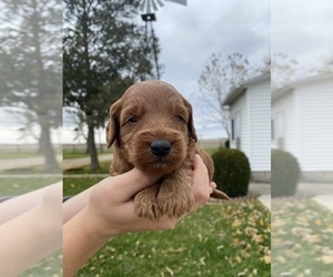 Goldendoodle (Miniature) Puppy for sale in ARCOLA, IL, USA