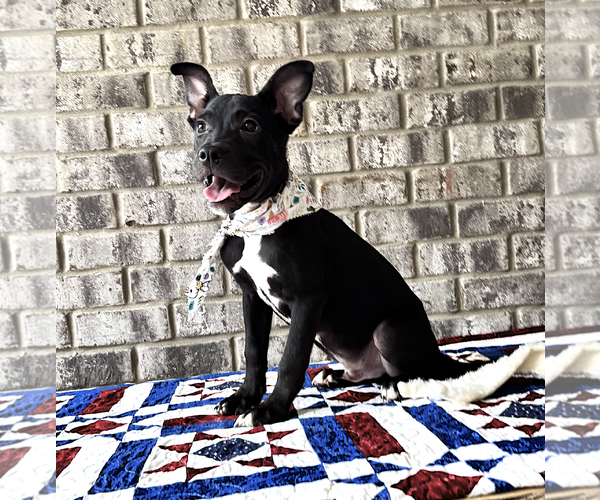 Medium Photo #11 Bulldog-Catahoula Leopard Dog Mix Puppy For Sale in Munford, TN, USA