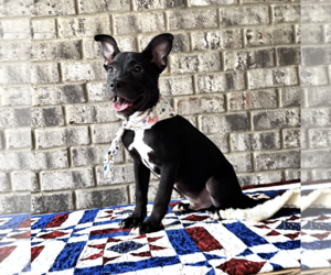 Nibs - Male Bulldog-Catahoula Leopard Dog Mix Dog for Adoption - Photo #11