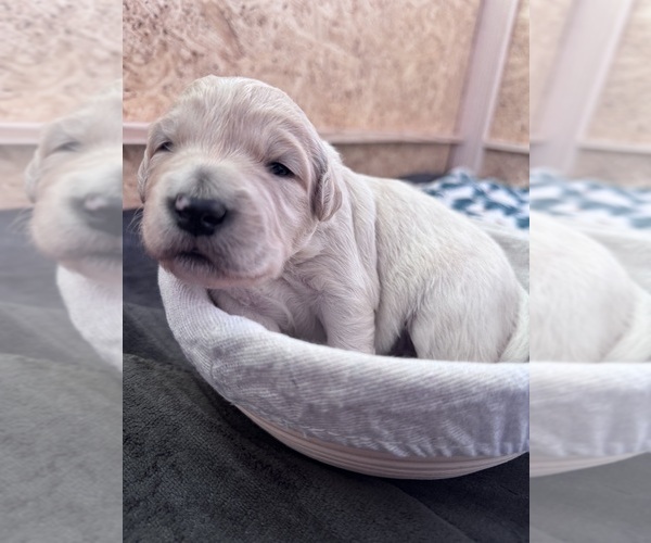 Medium Photo #27 Goldendoodle Puppy For Sale in MATTHEWS, NC, USA