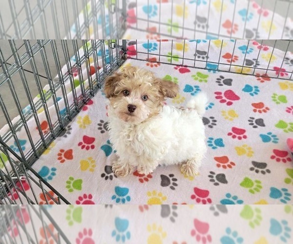 Medium Photo #7 Poovanese Puppy For Sale in ORO VALLEY, AZ, USA