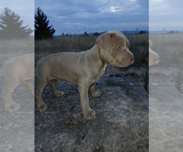 Medium Photo #1 American Bully Puppy For Sale in VANCOUVER, WA, USA