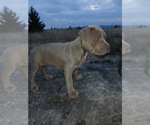American Bully Puppy for sale in VANCOUVER, WA, USA