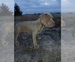 Small American Bully