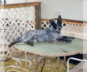 Father of the Australian Cattle Dog puppies born on 11/10/2022
