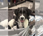 Small Labrador Retriever Mix