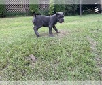 Small #16 Cane Corso