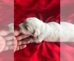 Small Photo #1 Pyredoodle Puppy For Sale in LIBERTY, MS, USA