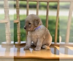 Small Photo #2 Goldendoodle Puppy For Sale in MARYVILLE, MO, USA