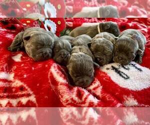 French Bulldog Puppy for sale in WINCHESTER, KY, USA