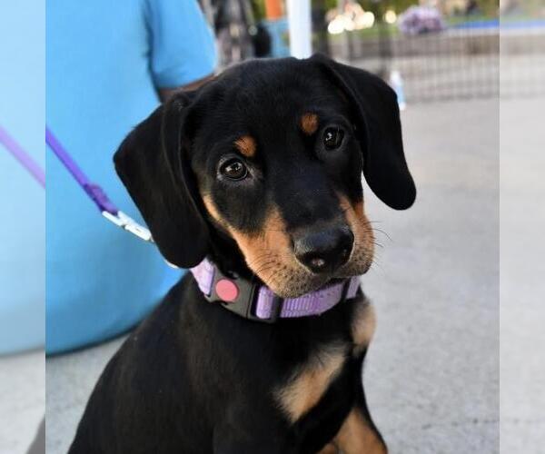Medium Photo #6 Labrador Retriever-Unknown Mix Puppy For Sale in San Diego, CA, USA