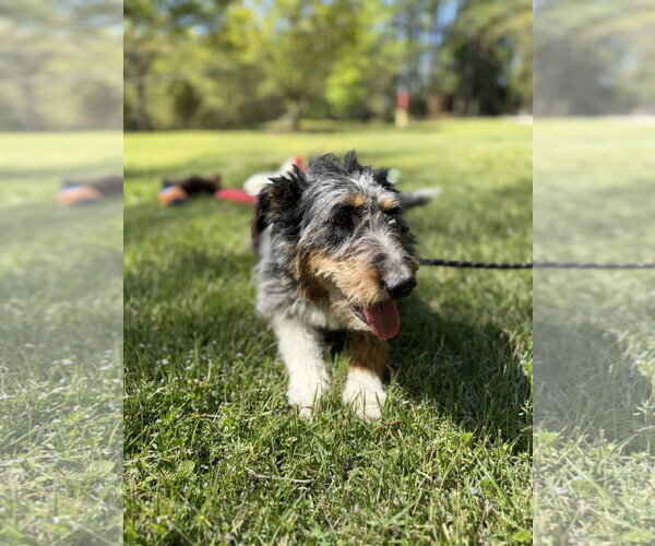 Medium Photo #3 Mutt Puppy For Sale in Yardley, PA, USA