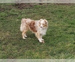 Small Photo #1 Miniature Australian Shepherd Puppy For Sale in SEQUIM, WA, USA