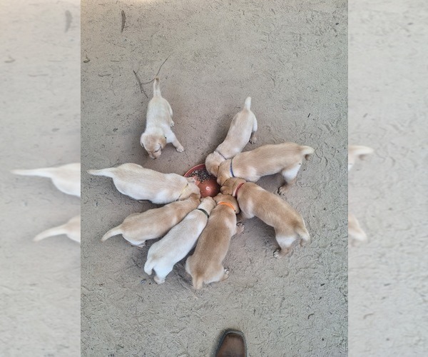 Medium Photo #4 Labrador Retriever Puppy For Sale in GAFFNEY, SC, USA