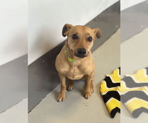Big Willie - Male Chihuahua Dog for Adoption - Photo #5