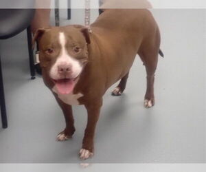 Mutt Dogs for adoption in St. Cloud, FL, USA