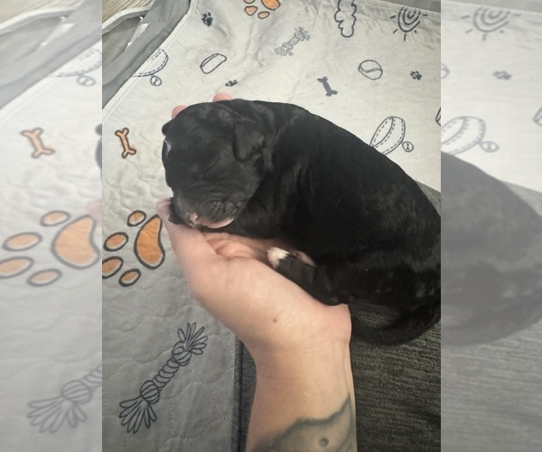 Medium Photo #50 Aussiedoodle-Bernedoodle Mix Puppy For Sale in BELTON, SC, USA