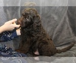 Small #15 Labradoodle