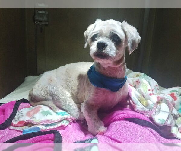 Medium Photo #1 Shih Tzu Puppy For Sale in Downey, CA, USA